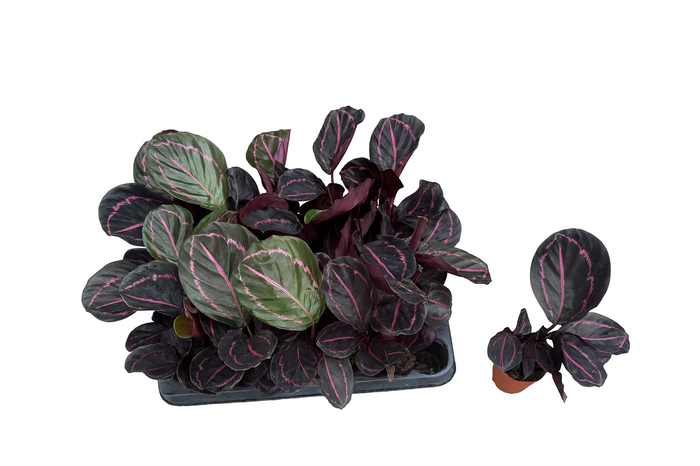 <h4>CALAT ROSEOP DOTTIE</h4>