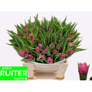 TU DU DOUBLE PRINCES