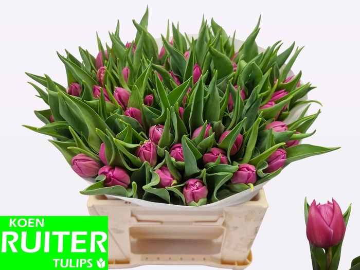 <h4>TU DU DOUBLE PRINCES</h4>