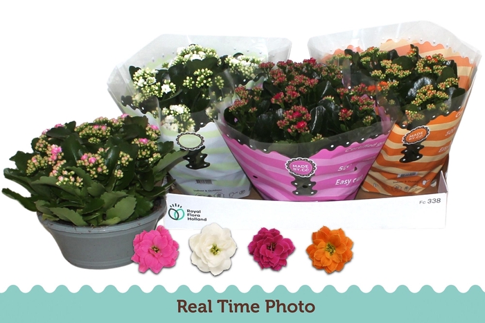 <h4>KAL GE GEM 4 KL</h4>