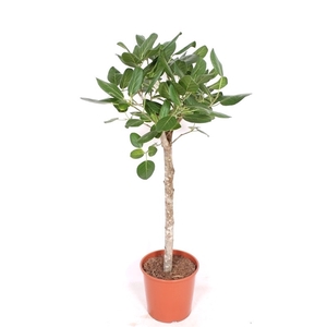 Ficus Benghalensis