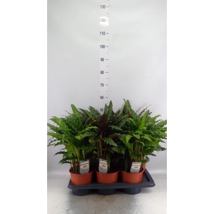 Calathea   ...mix