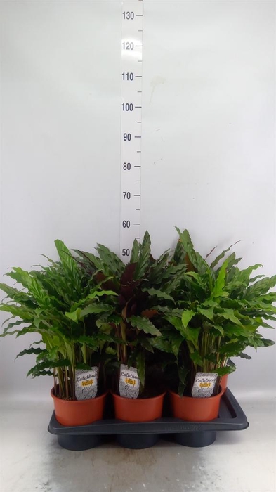 <h4>Calathea   ...mix</h4>