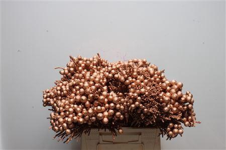 Kaaps Brunia Silver Koper