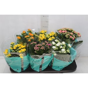 KALANCHOE DOBRADO P15