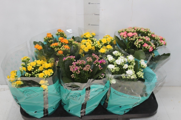 <h4>KALANCHOE DOBRADO P15</h4>