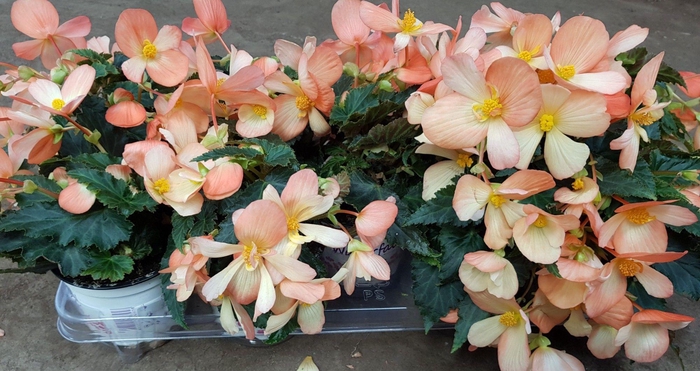 <h4>Begonia Waterfall soft orange</h4>