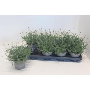 LAVAN AN ESSENCE PUR