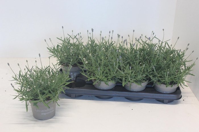 <h4>LAVAN AN ESSENCE PUR</h4>