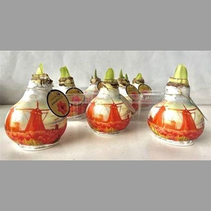 Bloembol Hipp Windmill & Tulips