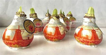 <h4>Bloembol Hippeastrum</h4>