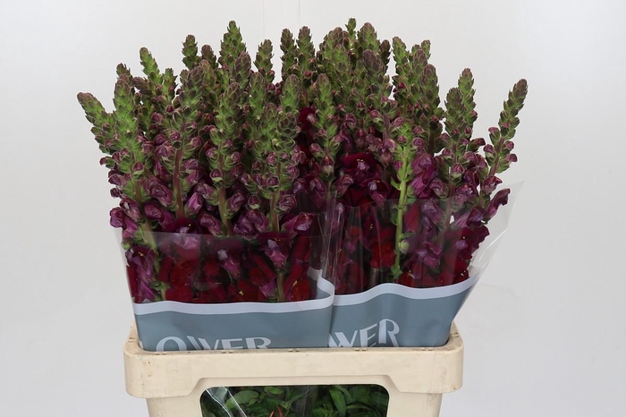 <h4>Antirrhinum Potomac Red</h4>