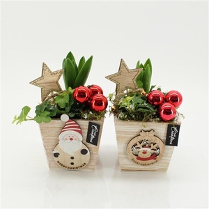 Arrangementen Hyacinthus 6%
