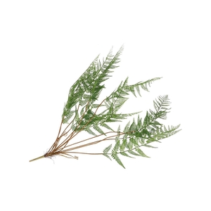 Silk Fern Cibotium Green 133cm Nm