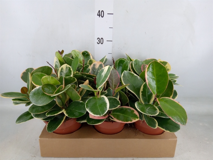 <h4>Hoya australis 'Blondie'</h4>