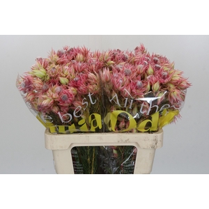 Blushing Bride Pink 2/5 Flowers