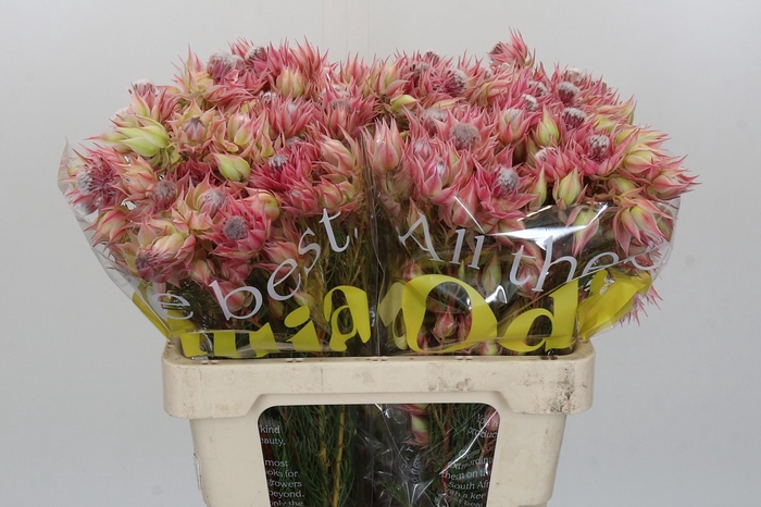 Blushing Bride Pink 2/5 Flowers