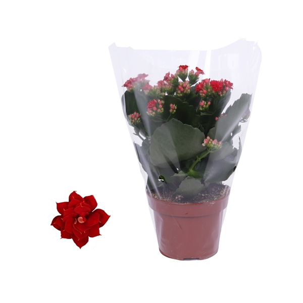 <h4>Kalanchoe Rosalina 12cm Don Justino rood, Blanco hoes</h4>