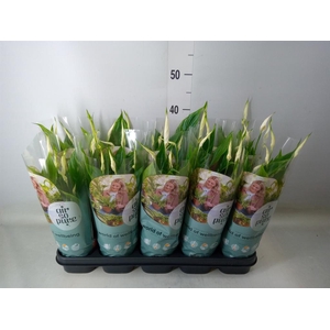 Spathiphyllum  'Bellini'