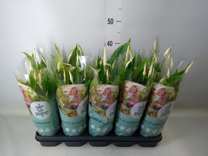 <h4>Spathiphyllum  'Bellini'</h4>