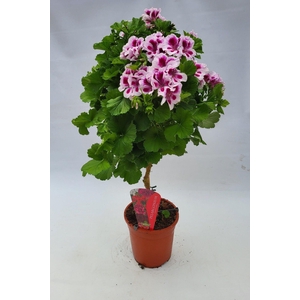 Pelargonium Grandiflorum op stam roze/paars