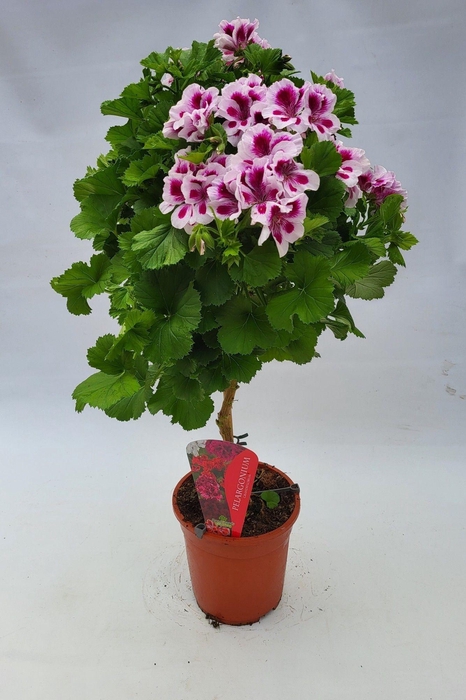 <h4>Pelargonium Grandiflorum op stam wit/paars</h4>