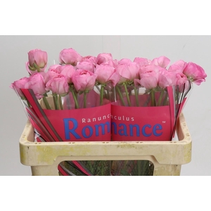 Ranunculus Romance Valliere