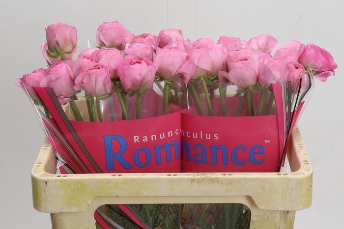 <h4>Ranunculus Romance Valliere</h4>