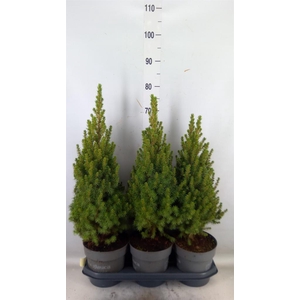Picea glauca 'Perfecta'