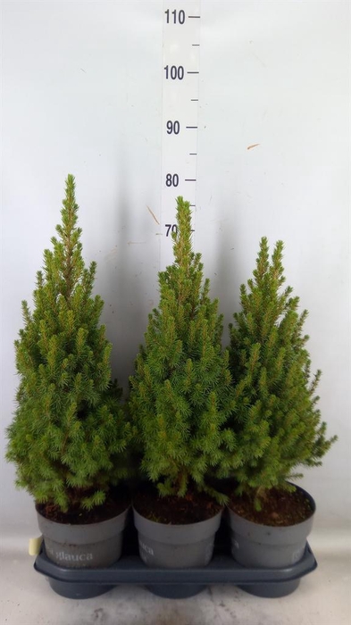 <h4>Picea glauca 'Perfecta'</h4>