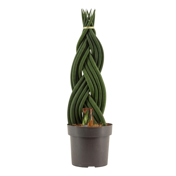 <h4>Sansevieria Cylindrica 17 cm Braid</h4>