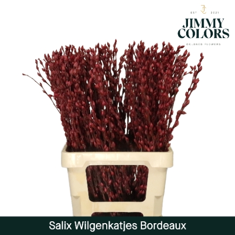 <h4>Salix Katjes L70 Bordeaux</h4>