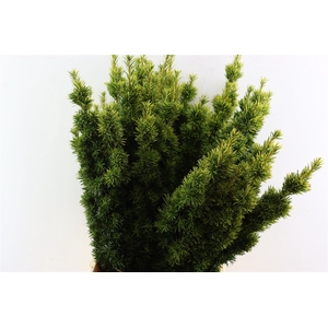 Taxus Yellow P Pak
