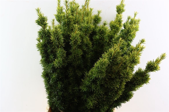 <h4>Taxus Yellow P Pak</h4>