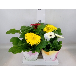 Gerbera  'Colourgame'   ...mix