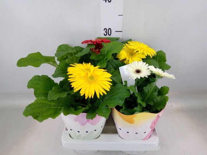 <h4>Gerbera  'Colourgame'   ...mix</h4>