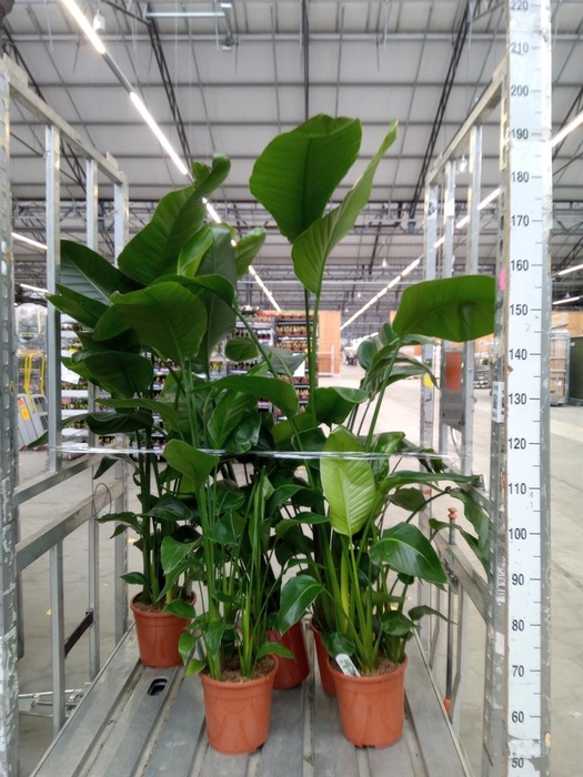 <h4>Strelitzia nicolai</h4>