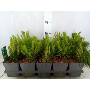 Pinus mugo pumilio