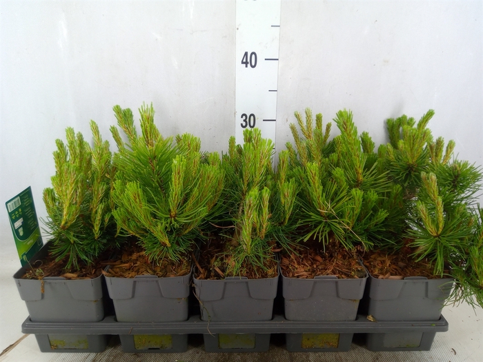 <h4>Pinus mugo pumilio</h4>