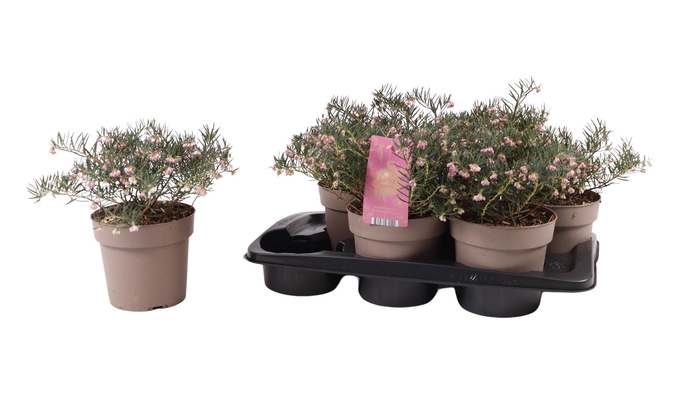 <h4>ANDROM POLIFOLIA</h4>