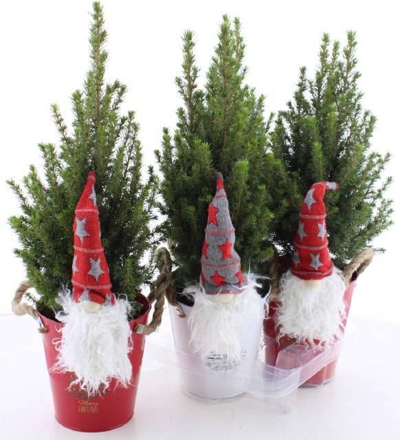 <h4>PICEA GL PERFECTA</h4>