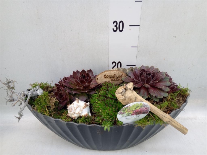 <h4>Arr.  Sempervivum L%</h4>