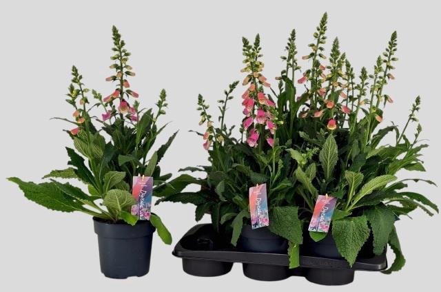 <h4>DIGI PANTHER</h4>