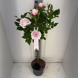 Rosa stam overig