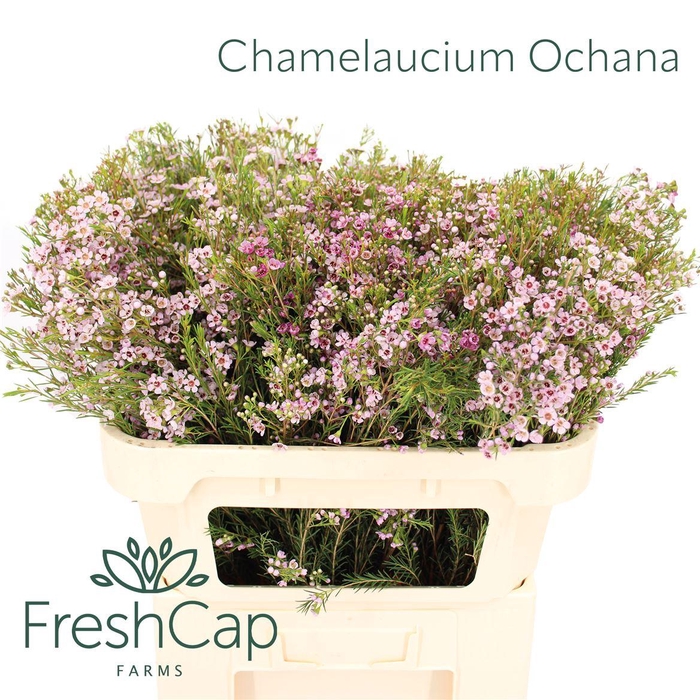 <h4>Chamelaucium Ochana</h4>