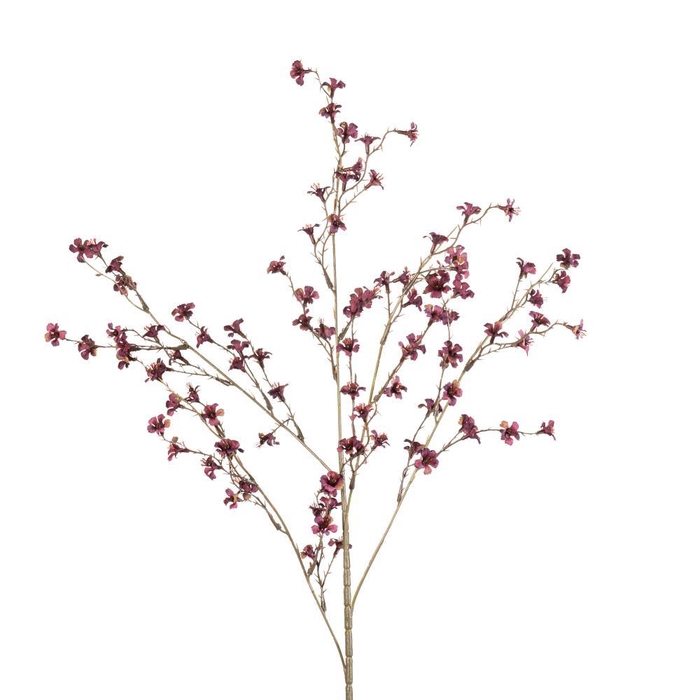 <h4>AF Blossom m spray/5 L90cm bur</h4>