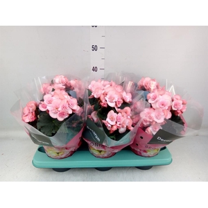 Begonia elat. DU 'Move2Joy Pink'