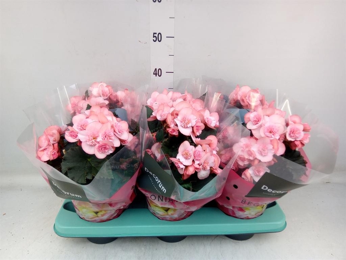 <h4>Begonia elat. DU 'Move2Joy Pink'</h4>