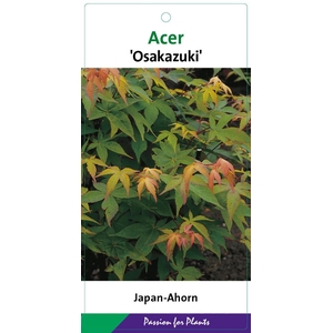 Acer palmatum Osakazuki