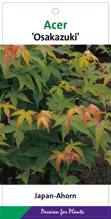 <h4>Acer palmatum Osakazuki</h4>